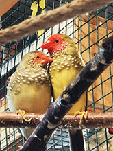 Binsenamadine Binsenamdine