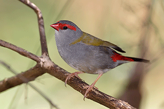 Dornamadinen Dornamadinen