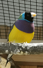 Gouldamadinen Gouldamadine