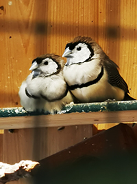 10 Eier meiner Ringelamadinen Ringelamadine Ringelamadine