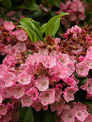 Pehr Kalm Kalmia latifolia