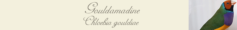 Gouldamadinen Gouldamadinen